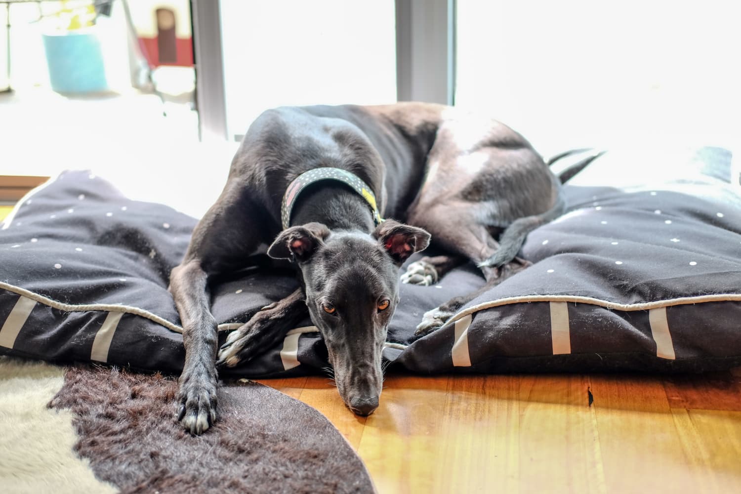 How to Talk to Your Landlord About Getting a Pet Apartment Therapy